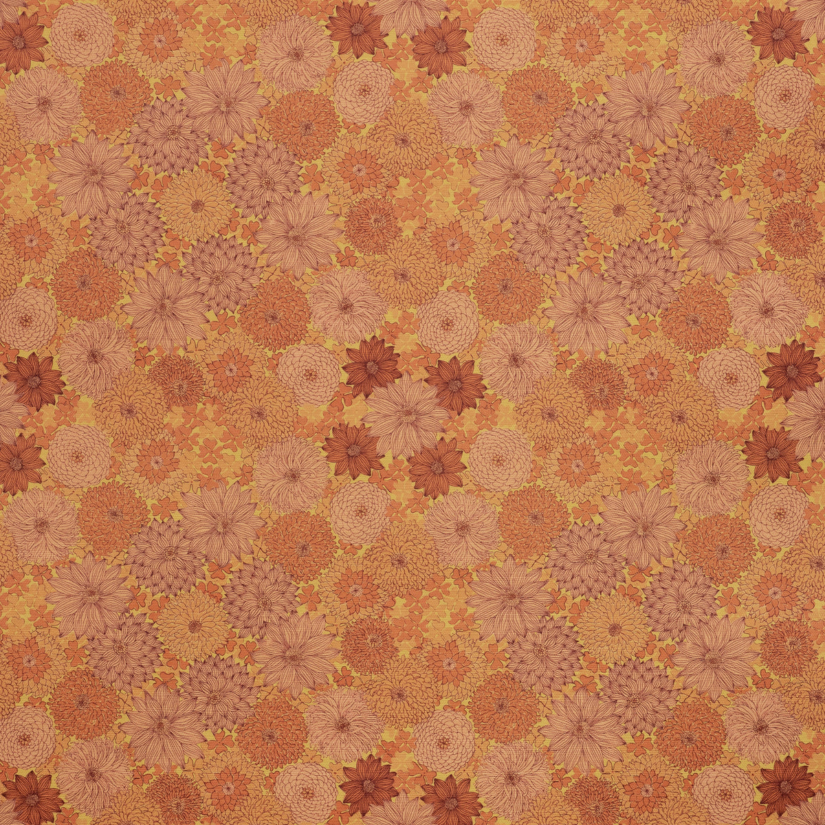 Wild Aster Wallpaper – Marigold